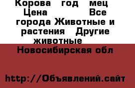 Корова 1 год 4 мец › Цена ­ 27 000 - Все города Животные и растения » Другие животные   . Новосибирская обл.